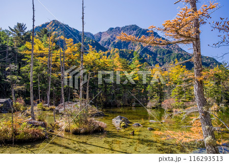 《秋の上高地》明神池の鮮やかな紅葉 116293513