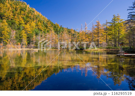 《秋の上高地》明神池の鮮やかな紅葉 116293519