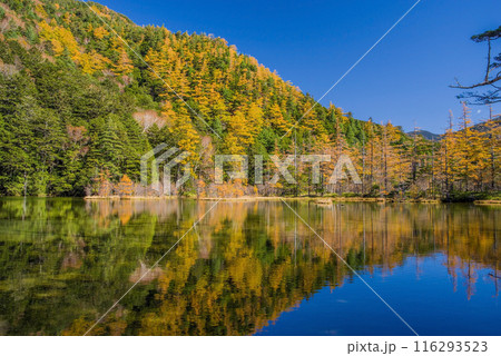 《秋の上高地》明神池の鮮やかな紅葉 116293523