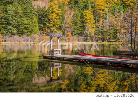 《秋の上高地》鮮やかな紅葉の明神池 116293526