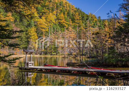 《秋の上高地》鮮やかな紅葉の明神池 《秋の上高地》鮮やかな紅葉の明神池 116293527