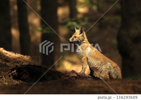 Young red fox vixen sitting in woods - Vulpes vulpes Young red fox vixen sitting in woods - Vulpes vulpes 116293689