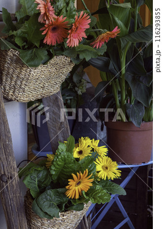 Close up fresh summer flowers in wicker pots. Urban street gardening and decoration. 116293855