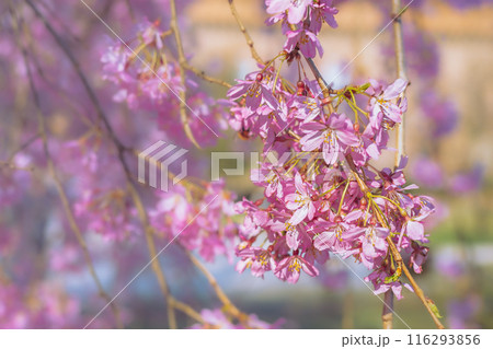 Close-up of a flowering branch Cercis. Spring flowering 116293856