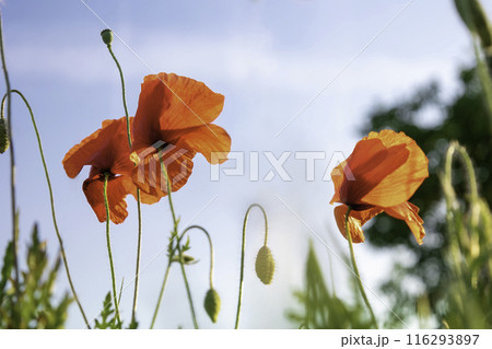 Blooming red poppies and green buds background a blue sky. 116293897