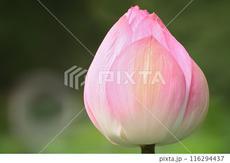 夏、日に日に輝きを増すハスの花 夏、日に日に輝きを増すハスの花 116294437