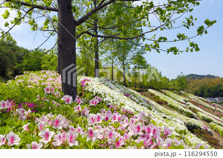 四季の郷公園 春2 四季の郷公園 春2 116294550