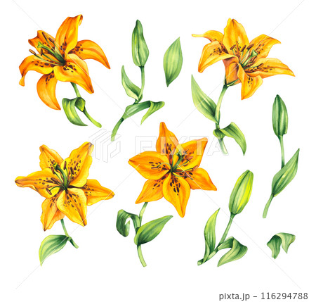 Watercolor lily flower yellow color 116294788
