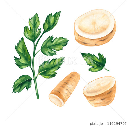 Parsnips watercolor set on a white background Parsnips watercolor set on a white background 116294795