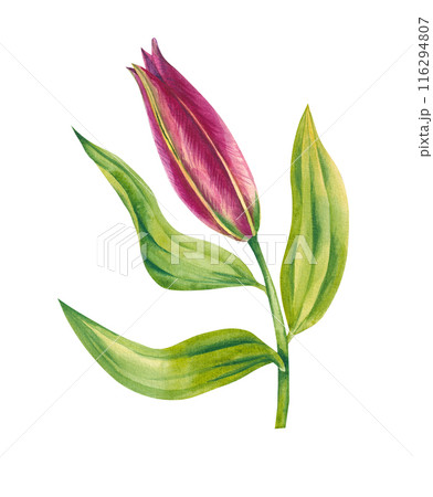 Watercolor bud lily flower crimson color 116294807