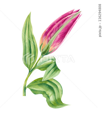 Watercolor bud lily flower crimson color 116294808