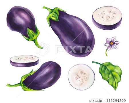 Watercolor Eggplant isolated on white background set 116294809