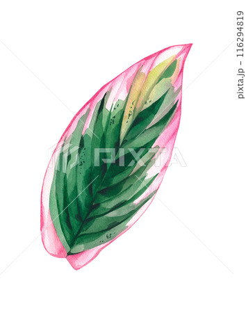 Watercolor leaf of pink Calathea stromanthe 116294819
