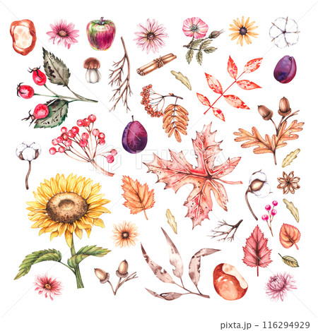 Watercolor set of autumn flowers, leaves and seeds 116294929