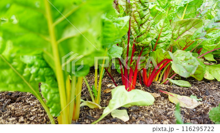 畑に植わっているカラフルな野菜のスイスチャード 116295722