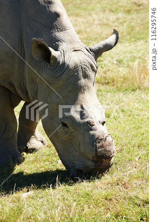Rhino, animal in environment and safari for travel, wildlife conservation or rehabilitation with sanctuary. Nature reserve, poaching with missing horn and endangered in African natural habitat 116295746