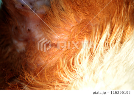 orange striped cat with wounded ear . High quality photo 116296195