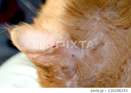orange striped cat with wounded ear . High quality photo orange striped cat with wounded ear . High quality photo 116296243