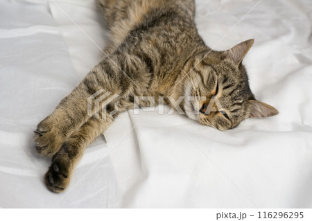 Portrait of a gray domestic cat lying on a white bed. The cat purrs gently. Portrait of a gray domestic cat lying on a white bed. The cat purrs gently. 116296295