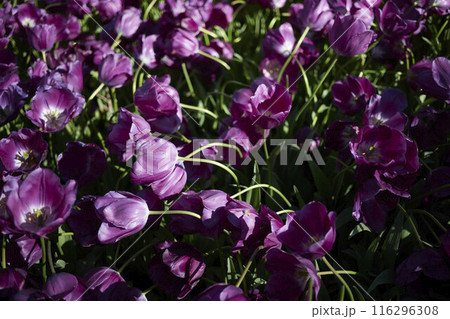 Close-up of purple tulip in park Close-up of purple tulip in park 116296308