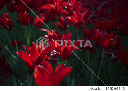 Close-up of red tulip in park Close-up of red tulip in park 116296348
