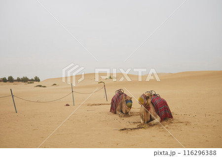 Desert Rub' al Khali in United Arab Emirates Desert Rub' al Khali in United Arab Emirates 116296388