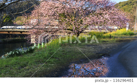 桜のある風景（南伊豆町） 116296401
