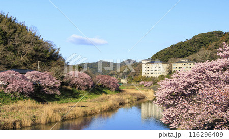 桜のある風景(南伊豆町) 桜のある風景(南伊豆町) 116296409