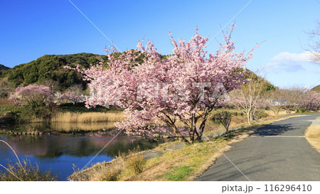 桜のある風景（南伊豆町） 116296410