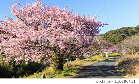 桜のある風景（南伊豆町） 116296411