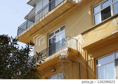 Daily life on the streets of Istanbul 116296623