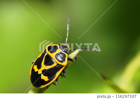 ナガメ ナガメ 116297107