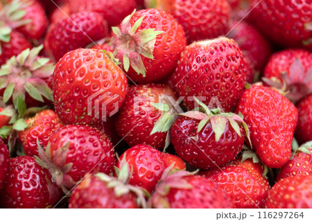 Close-up of juicy, organic strawberries, a natural product 116297264