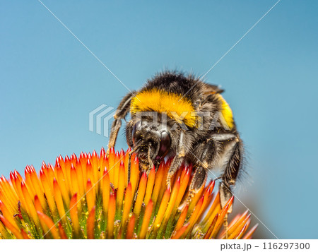 A bumblebee pollinating echinacea flowers A bumblebee pollinating echinacea flowers 116297300