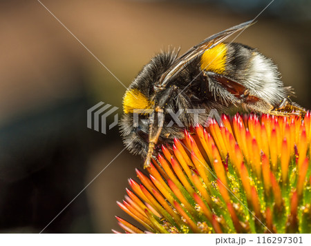 A bumblebee pollinating echinacea flowers A bumblebee pollinating echinacea flowers 116297301