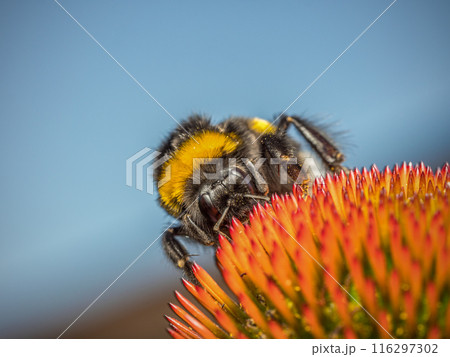 A bumblebee pollinating echinacea flowers A bumblebee pollinating echinacea flowers 116297302