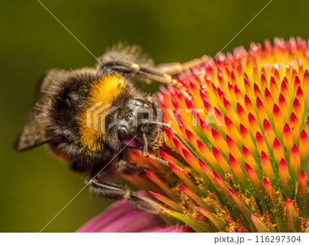 A bumblebee pollinating echinacea flowers 116297304