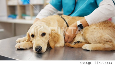 Person, veterinarian and hands with dog for heart beat, healthcare or examination at pet clinic. Veterinary listening with stethoscope on labrador or animal for medical exam, test or visit at vet 116297333