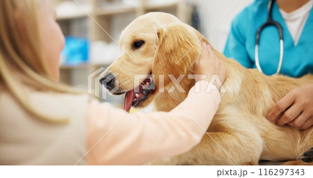 Hands, vet and dog at clinic with child, consulting and stroke for health, development and growth with wellness. People, doctor and golden retriever pet with help, check and exam at animal hospital 116297343