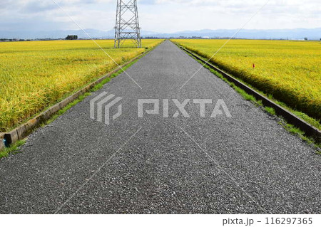 農道と田園風景 山形県庄内 農道と田園風景 山形県庄内 116297365