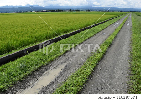 農道と田園風景 山形県庄内 116297371
