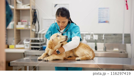 Pet care, stethoscope and dog with veterinary woman in consultation office for growth, wellness and examination. Puppy, inspection and animal clinic for golden retriever assessment, help or checkup 116297419