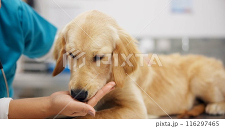 Pet care, hands and dog with person in veterinary in consultation office for growth, wellness and examination. Puppy, support and animal clinic for golden retriever assessment, help or checkup visit 116297465