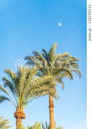 Palm tree with green leaves on blue background 116298311