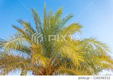 Palm tree with green leaves on blue background 116298312