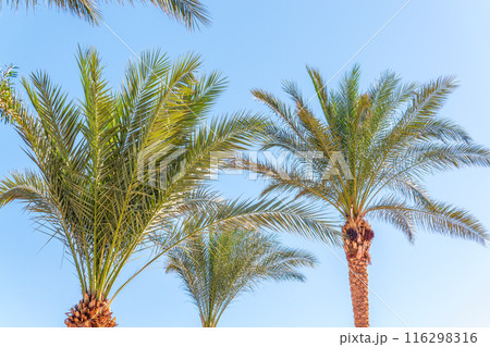 Palm tree with green leaves on blue background 116298316