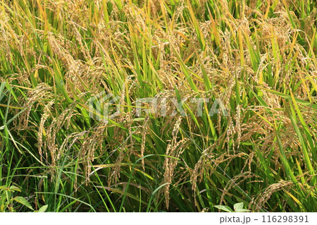 実った稲穂　豊作の田んぼ　稲作　稲穂 116298391