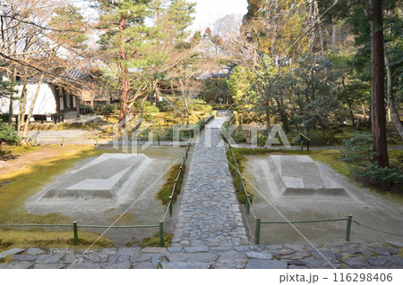 法然院の白砂檀 法然院の白砂檀 116298406