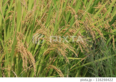 実った稲穂　豊作の田んぼ　稲作　稲穂 116298422