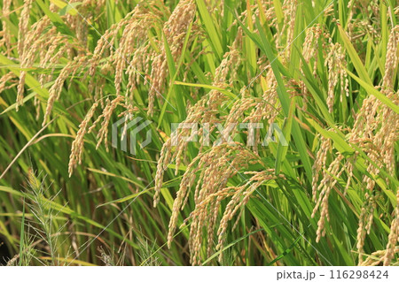 実った稲穂　豊作の田んぼ　稲作　稲穂 116298424